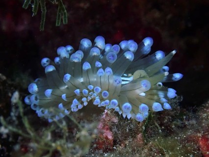 A bright blue Striped Thick-billed Slug (Janolus cristatus) with tentacles underwater, dive site