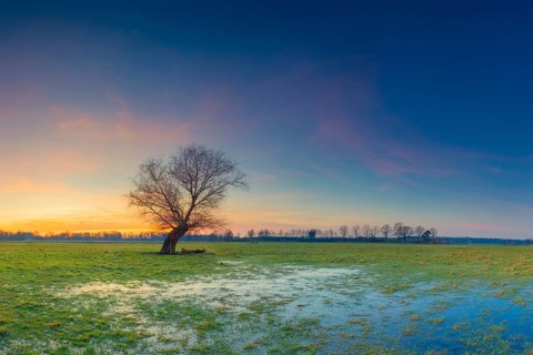 View of a pasture with a single tree in the sunset, landscape photo, nature photo, puddle, flora,