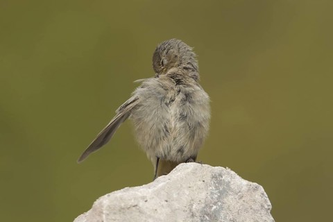 Black Redstart (Phoenicurus ochruros) juvenile, Rhineland-Palatinate, Germany