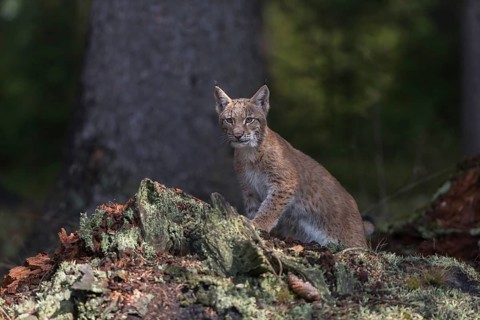 One young Eurasian lynx, (Lynx lynx), standing on a rotten tree stump in a forest. Green vegetation