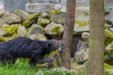 One binturong (Arctictis binturong), or bearcat walking over green grass with rocks in the
