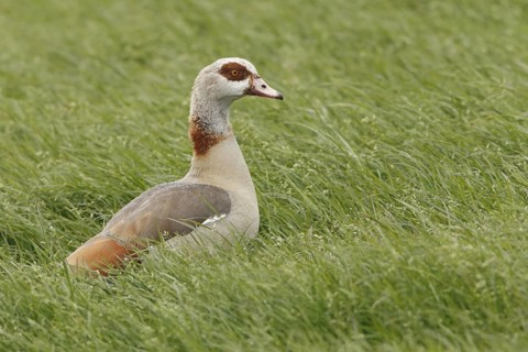 Egyptian Goose (Alopochen aegyptiaca), Netherlands