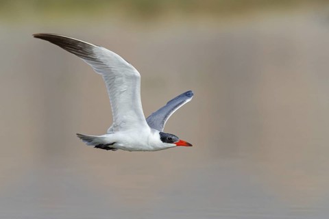 Caspian Tern, Sterna caspia, (Hydroprogne caspia, Syn: Sterne caspienne), animals, birds, terns,