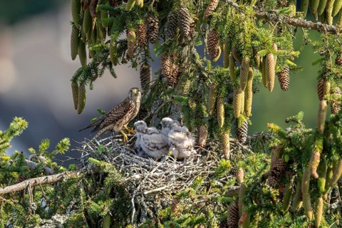 Common kestrel (Falco tinnunculus), female adult bird with young birds not yet ready to fly in the