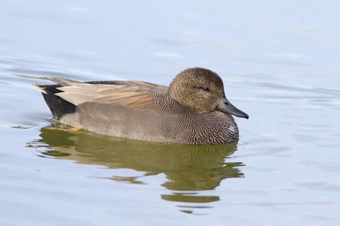 Gadwall (Anas strepera), adult male swimming on marsh, Castilla la Mancha, Spain