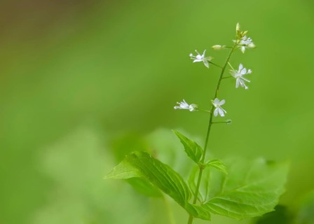 Circaea intermedia, circaea x intermedia, witchweed, medium witchweed, evening primrose,