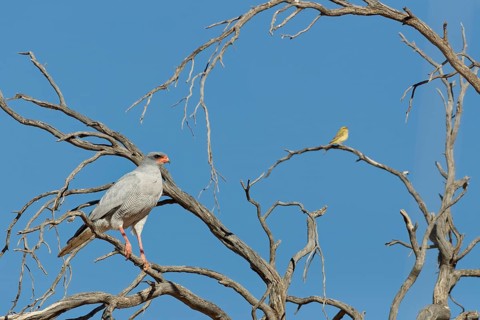 Pale chanting goshawk (Melierax canorus), adult bird, sitting on a tree branch, on the lookout,