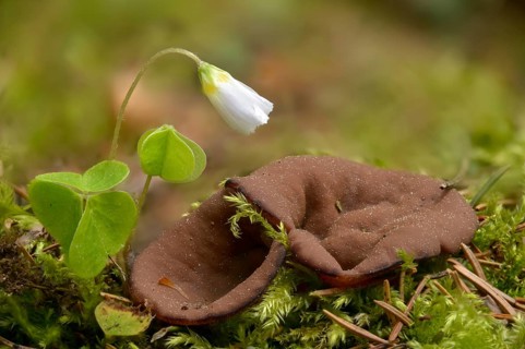 Largest slice, gyromitra ancilis, gyromitra perlata, lornel, pig's ears, slice lorrel,
