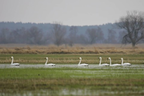 Tundra Swan (Cygnus columbianus bewickii) group, Brandenburg, Germany