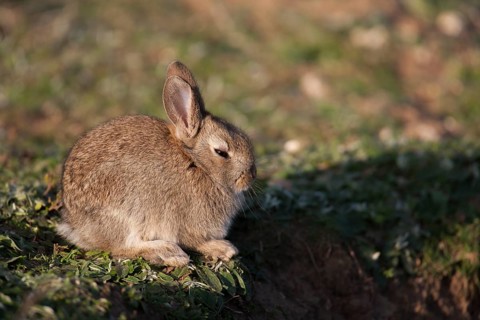 Rabbit (Oryctolagus cuniculus) juvenile baby bunny wild mammal resting by its burrow in the