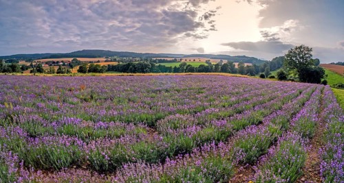 Lavender field in the Lipperland near Detmold NWR Germany
