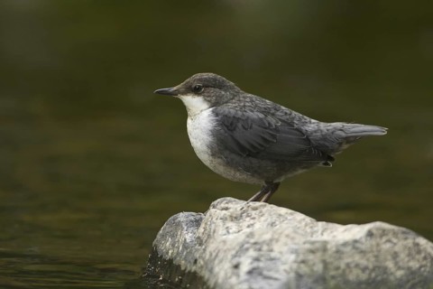 White-throated Dipper (Cinclus cinclus) juvenile, Rhineland-Palatinate, Germany