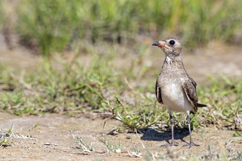 Red-winged Pratincole, (Glareola pratincola), Animals, Birds, Pratincole family, Biotope, Habitat,
