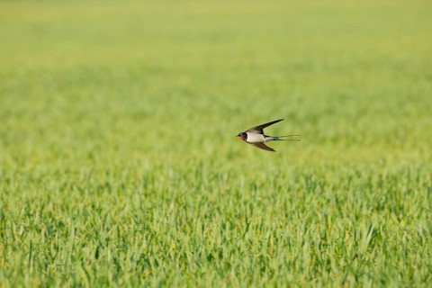 Barn swallow (Hirundo rustica) flying low over a green agricultural field, hunting insects in