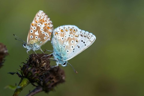 Lysandra coridon, polyommatus coridon, silverblue, silvergreen blue, butterfly, chalkhill blue,
