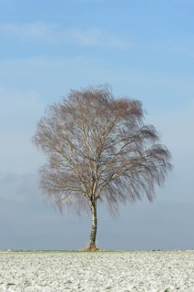 Solitary tree, birch (Betula) in winter, blue cloudy sky, North Rhine-Westphalia, Germany