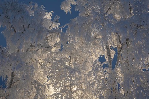 Snowy birch trees, Gällivare, Norrbotten, Lapland, Sweden, December 2023