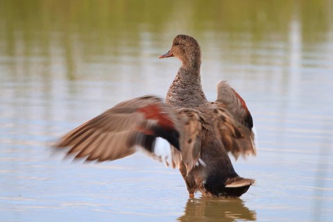 Gadwall (Mareca strepera) male flapping its wings, Mallorca, Spain