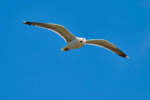 A gull flies in the sky with wings spread and body slightly tilted, Great Black-backed Gull (Larus