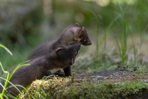 Two beech marten (Martes foina), playing on the forest floor between green vegetation