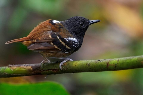Southern Chestnut-tailed Antbird (Myrmeciza hemimelaena) perched on a branch in Manu National Park,