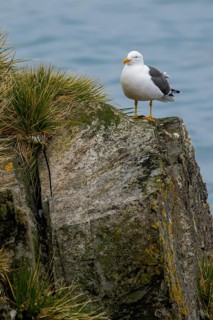 Kelp Gull (Larus dominicanus) perched on a rock on South Georgia Island
