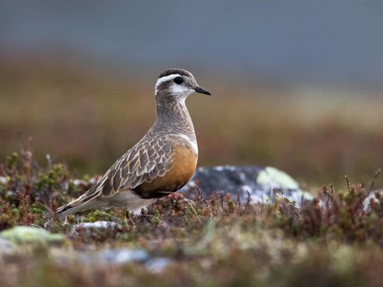 Eurasian Dotterel (Charadrius morinellus), Sweden