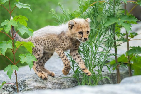Cheetah (Acinonyx jubatus) youngster, running, captive, occurrence Africa