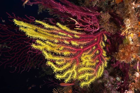 Colourful corals with yellow tips, Violescent sea-whip (Paramuricea clavata), surrounded by a dark