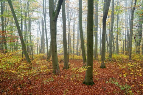 Near-natural deciduous forest in autumn with colourful leaves, copper beech (Fagus sylvatica), fog