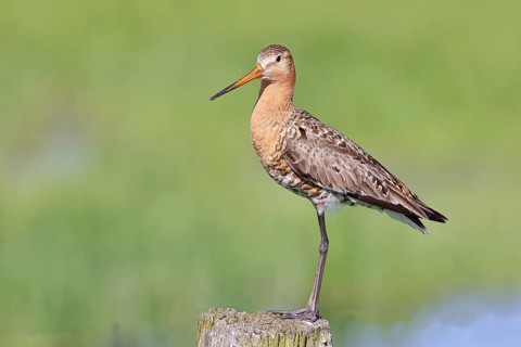 Black-tailed Godwit (Limosa limosa), perched on a fence post, waders, wildlife, nature photography,