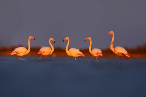 Morning light, sea water. Greater Flamingo, Phoenicopterus ruber, nice pink big bird, animal in the
