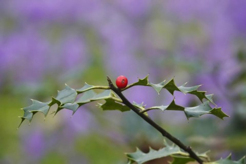 Ilex, crocuses in the background