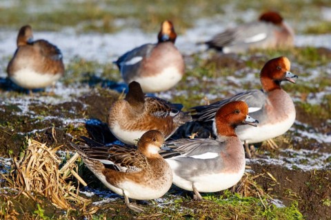 Eurasian Wigeon (Mareca penelope) group, Netherlands