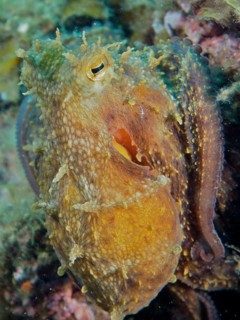 Common octopus (Octopus vulgaris), dive site Cap de Creus Marine Protected Area, Rosas, Costa