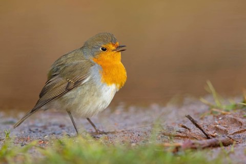 Robin, (Erithacus rubecula), Tiszaalpár, Kiskunsági National Park, Bács-Kiskun, Hungary