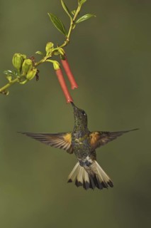 Buff-tailed Coronet (Boissonneaua flavescens), Ecuador
