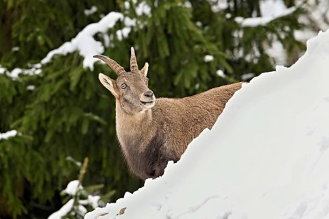 Alpine ibex (Capra ibex), in a snowy landscape, Captive, Switzerland