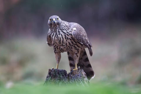 Northern Goshawk (Accipiter gentilis) juvenile in the rain, Netherlands