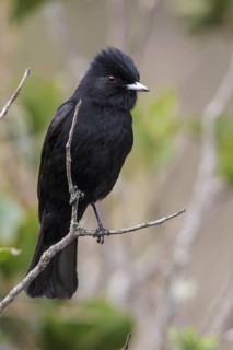 Velvety Black Tyrant (Knipolegus nigerrimus) perched on a branch in the Atlantic rainforest of