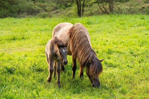 Icelandic horses in a pasture. Mare with foal. Evening, golden hour, backlight. Germany