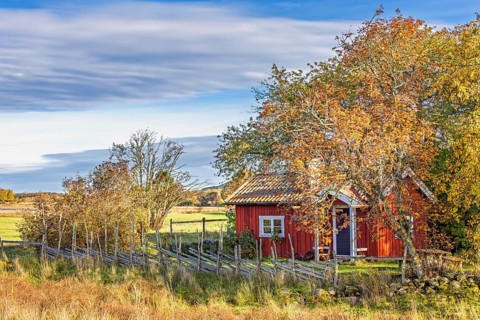 Rural scene with a red wooden cottage with a roundpole fence in a grove of trees with autumn
