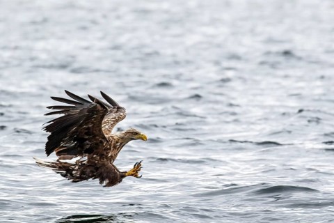 White-Tailed Eagle (Haliaeetus albicilla), fishing, Isle of Mull, Scotland, United Kingdom