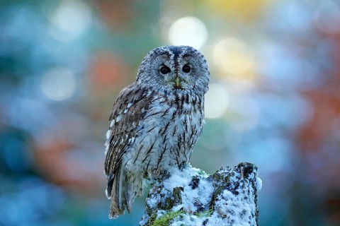 Flying owl in the snowy forest. Action scene with Eurasian Tawny Owl, Strix aluco, with nice snowy