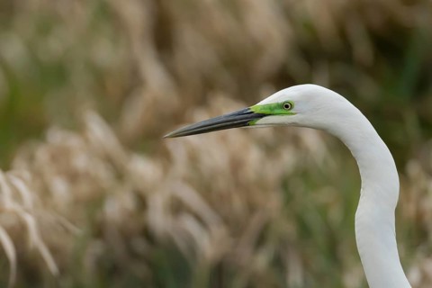 Great white egret (Ardea alba) adult bird head portrait, England, United Kingdom