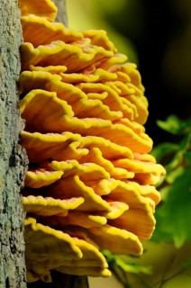 Bright orange-yellow mushrooms sprouting from the side of a tree, sulphur polypore (Laetiporus