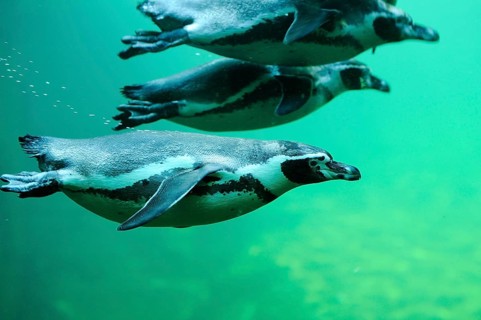 Three penguins swimming under water in a turquoise-coloured environment in a group, Humboldt