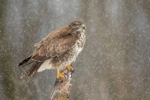 Common Buzzard (Buteo buteo) perched on a stump in snowfall, Poland