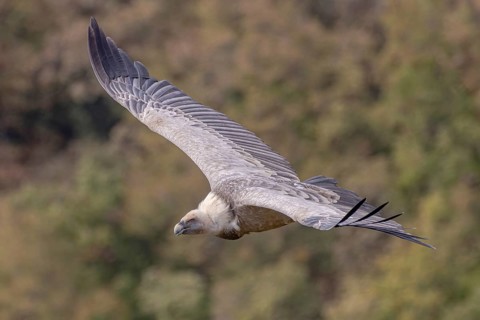 Griffon Vulture (Gyps fulvus) flying, Friuli, Italy