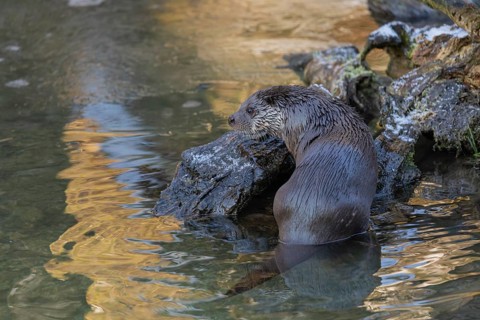 One Eurasian otter (Lutra lutra), resting on the root of a fallen tree lying in a frozen river